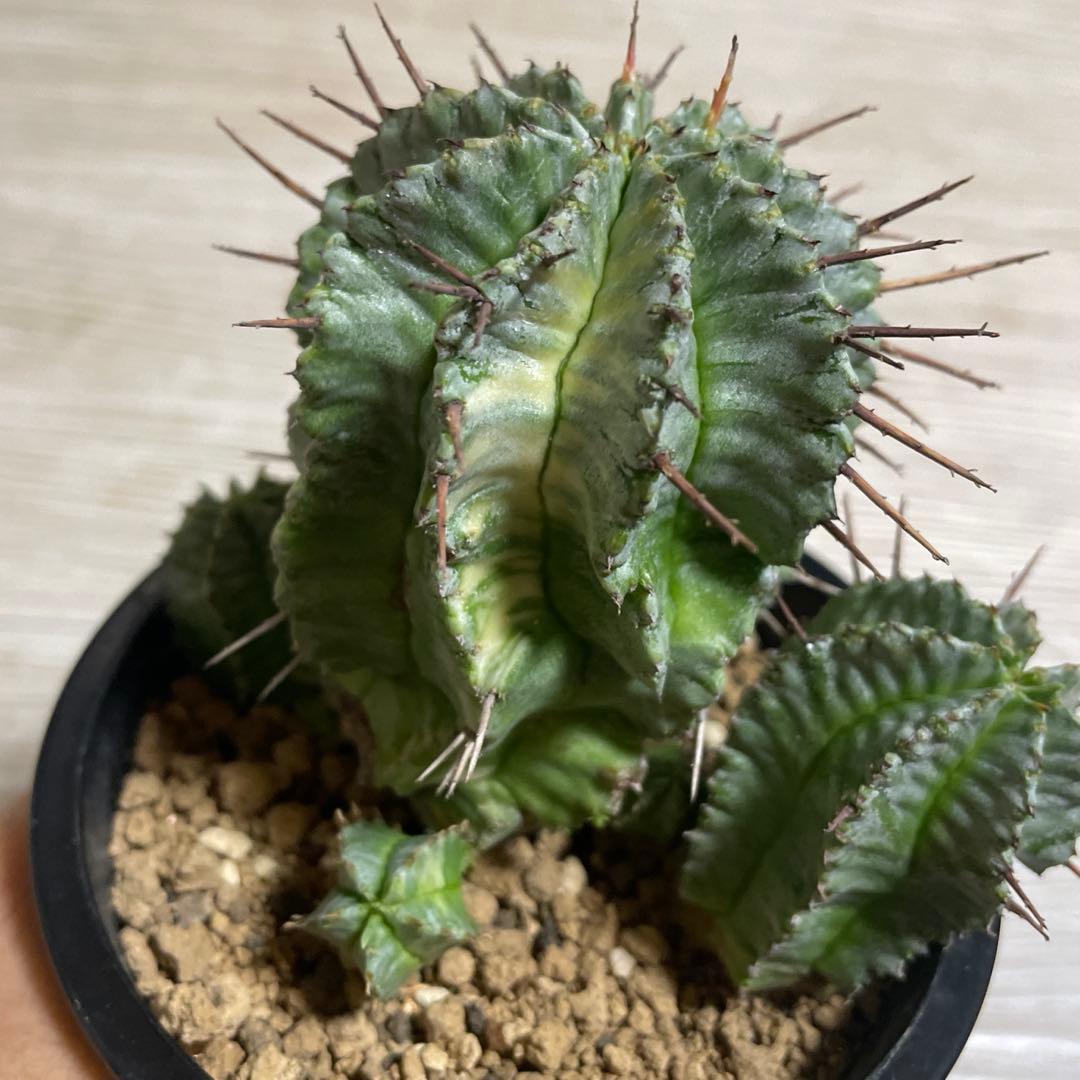 ホリダ錦　ユーフォルビア　サボテン　多肉植物