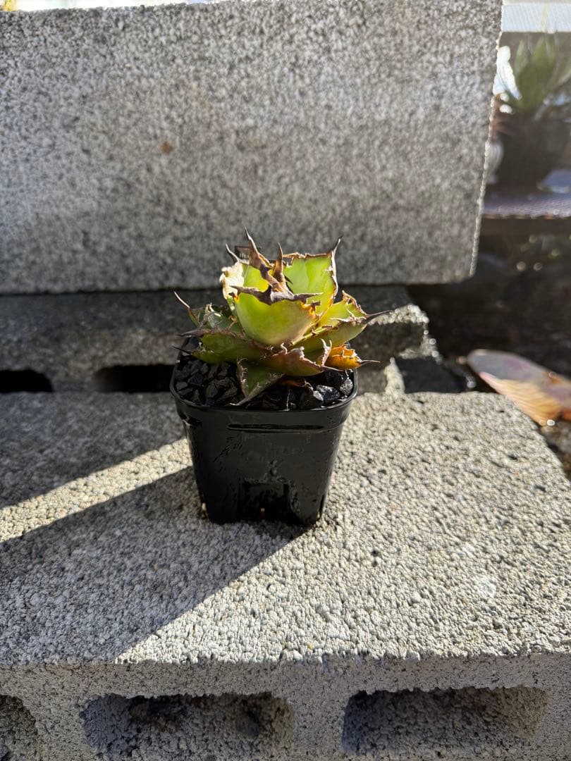 アガベ雷雪　チタノタ　オテロイ
