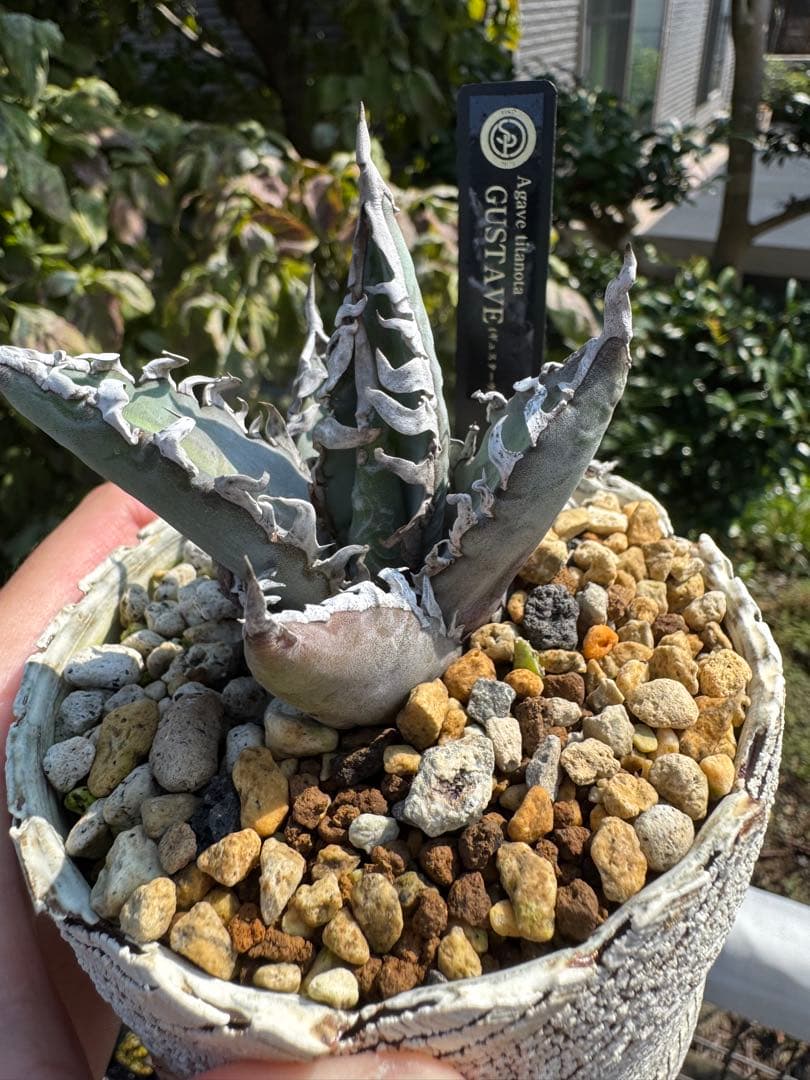 値下げ可 アガベ引退パック オテロイ実生 白鯨 グラキリス チタノタ オアハカ