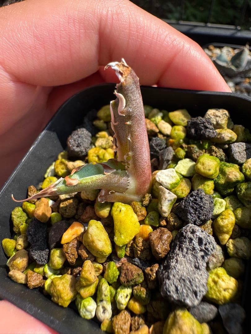 値下げ可 アガベ引退パック オテロイ実生 白鯨 グラキリス チタノタ オアハカ