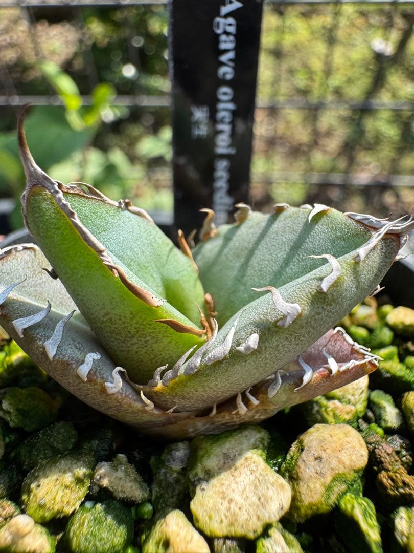 値下げ可 アガベ引退パック オテロイ実生 白鯨 グラキリス チタノタ オアハカ