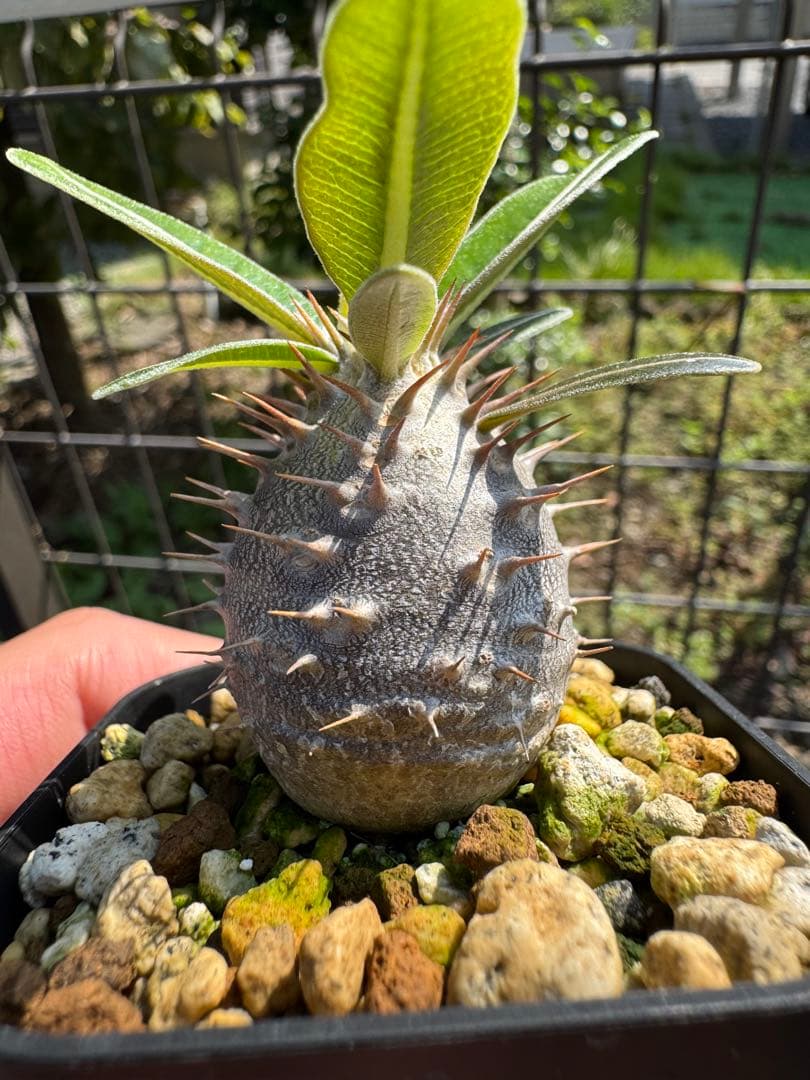 値下げ可 アガベ引退パック オテロイ実生 白鯨 グラキリス チタノタ オアハカ