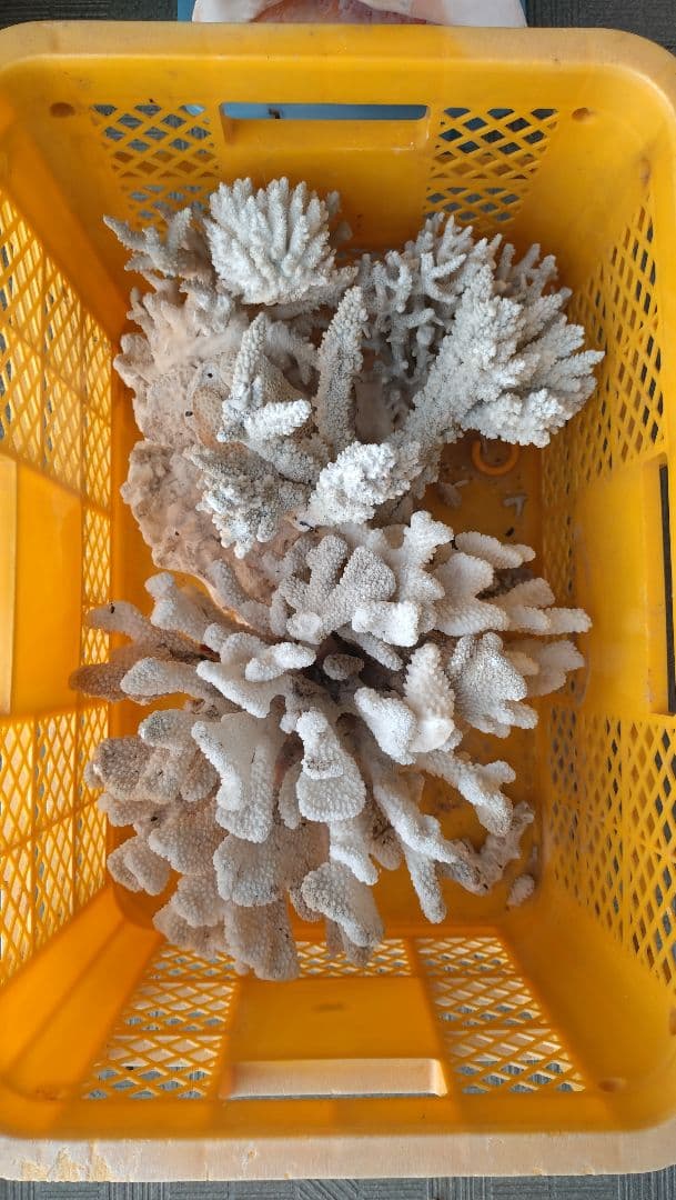 デスロック ホワイトサンゴ おまとめ