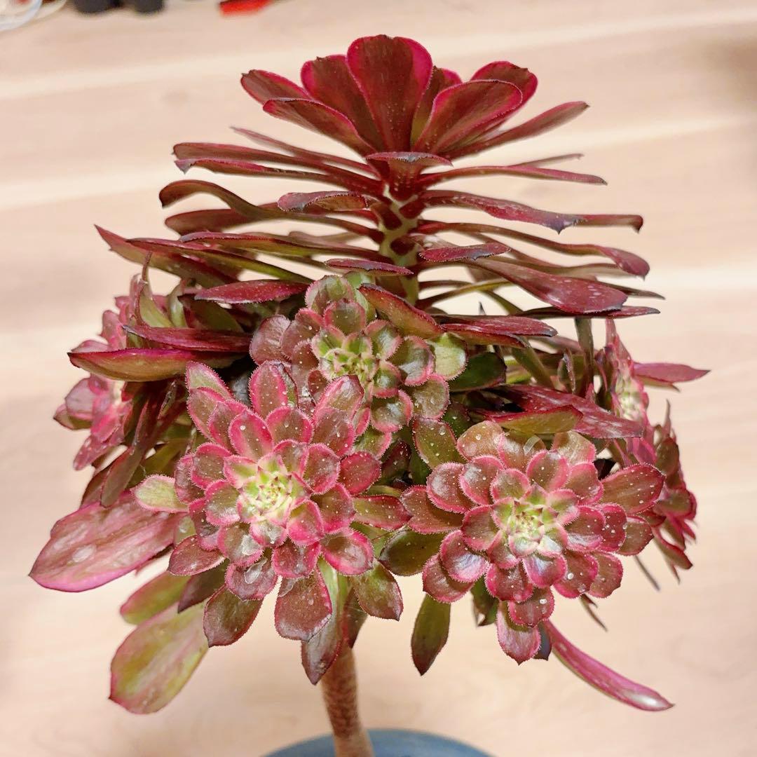 77#多肉植物アエオニウム錦 ❤️雲彩❤️1大頭10小頭24cm 高36cm拔き苗