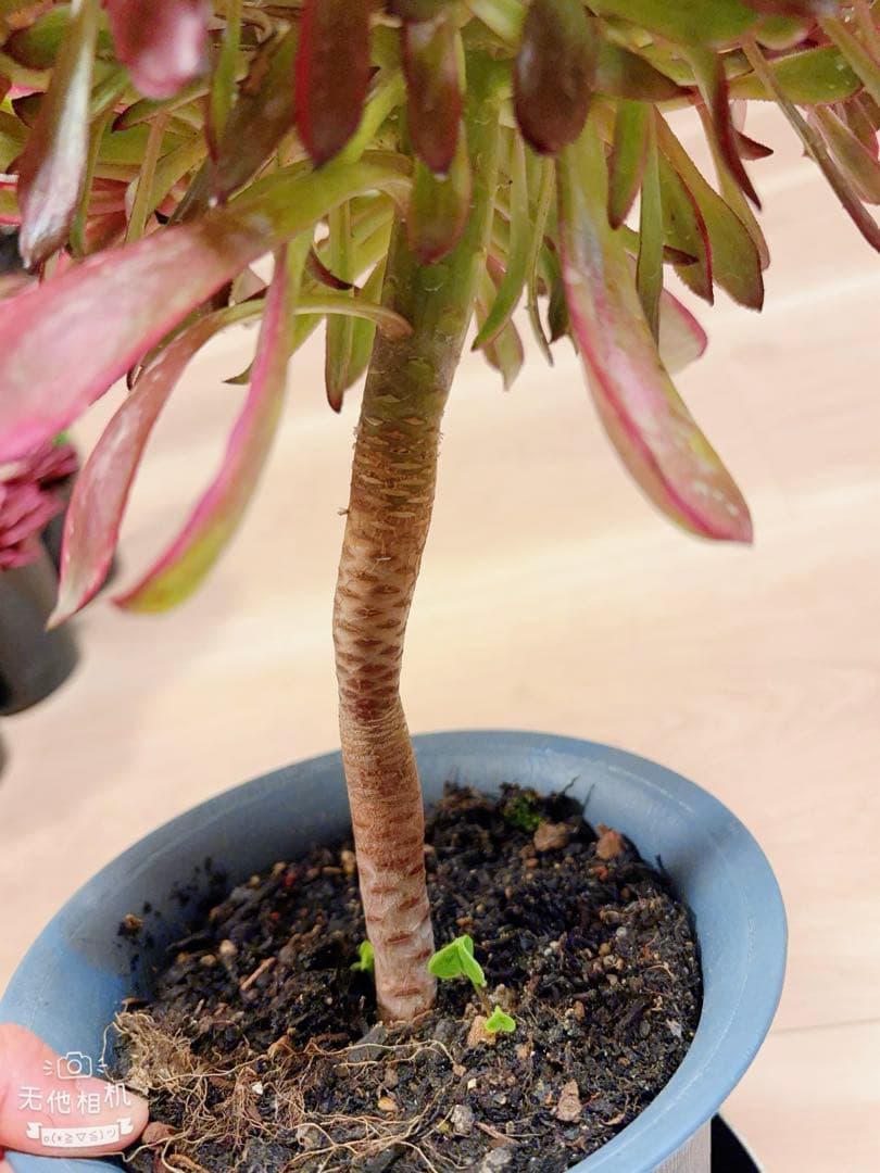 77#多肉植物アエオニウム錦 ❤️雲彩❤️1大頭10小頭24cm 高36cm拔き苗
