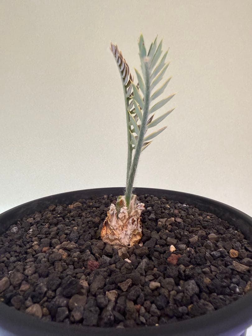 エンセファラルトス　ホリダス　　発根済み