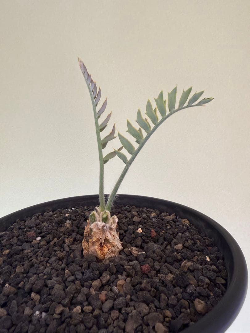 エンセファラルトス　ホリダス　　発根済み