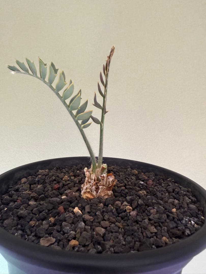 エンセファラルトス　ホリダス　　発根済み