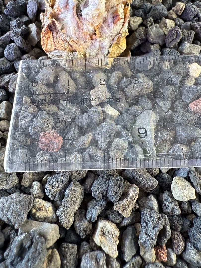 エンセファラルトス　ホリダス　　発根済み