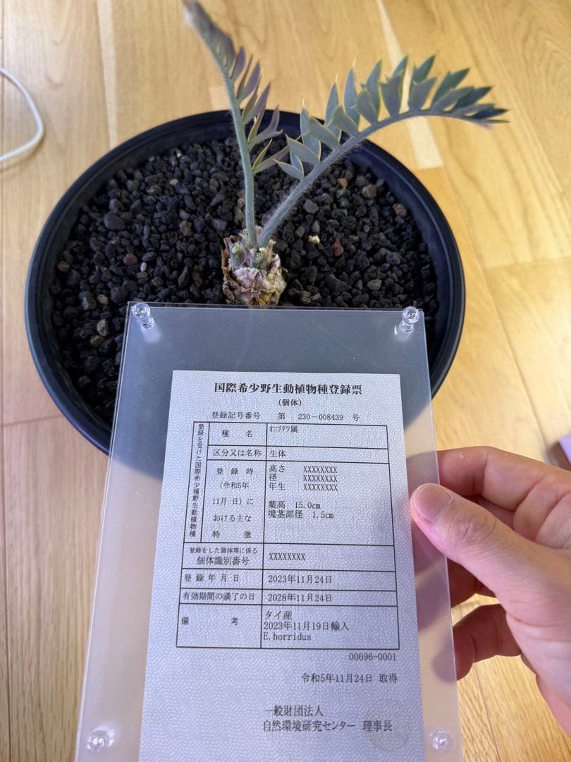 エンセファラルトス　ホリダス　　発根済み