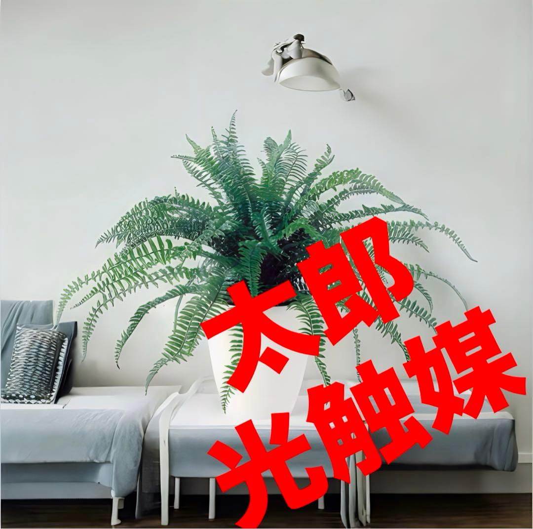 光触媒　人工観葉植物　ウォールグリーン　フェイクグリーン　特大ボストンファンR