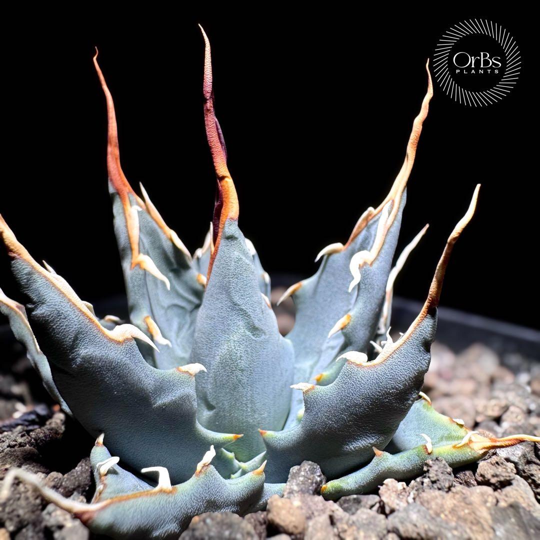 【実生】アガベ ユタエンシス エボリスピナ コークスクリュー 美形 微陽炎株