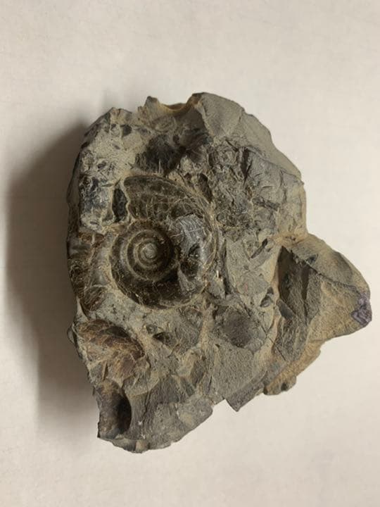 アンモナイト化石