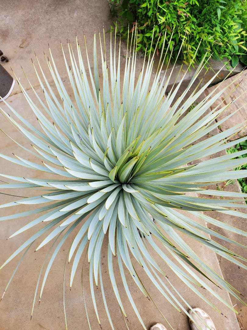 ユッカ　マルデヌベス　ver.ロスト②