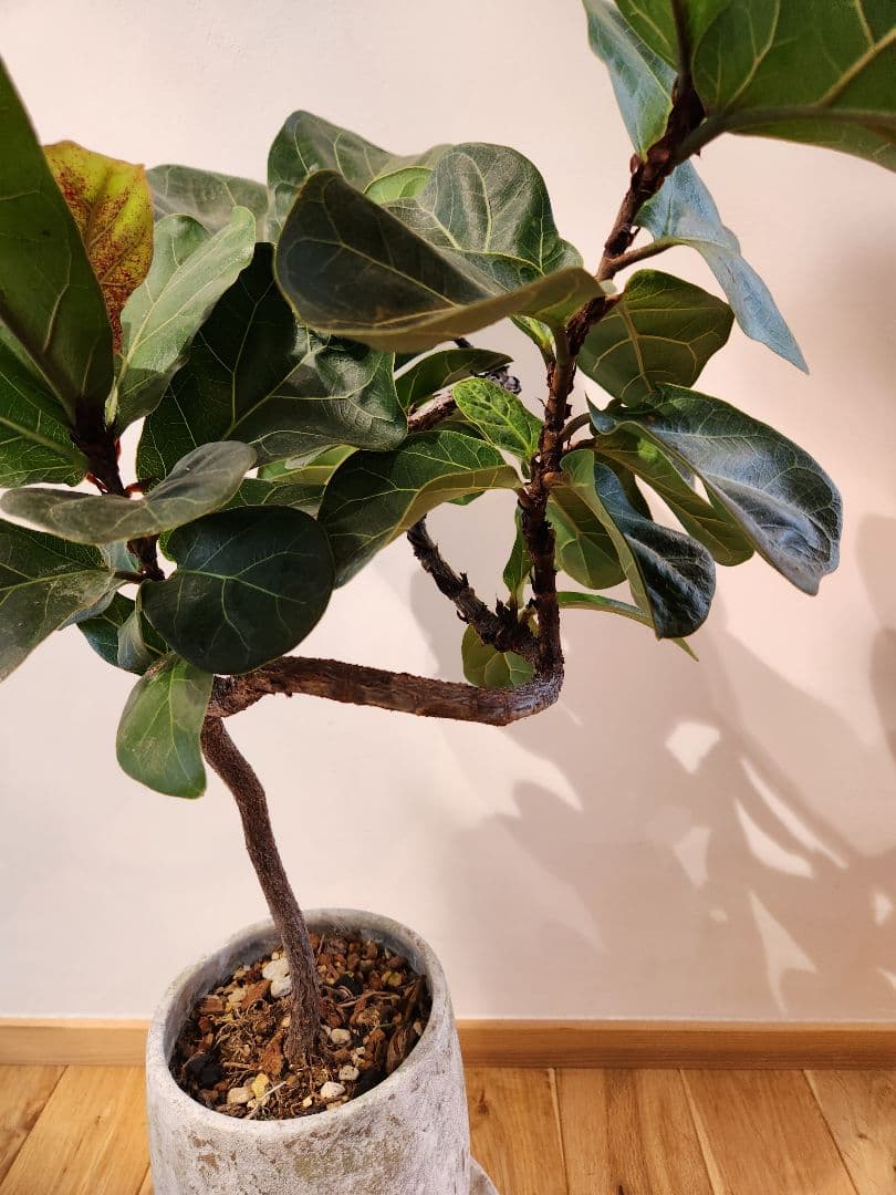 化粧鉢付き!!フィカス バンビーノ カシワバゴムノキ 綺麗な幹曲がりです