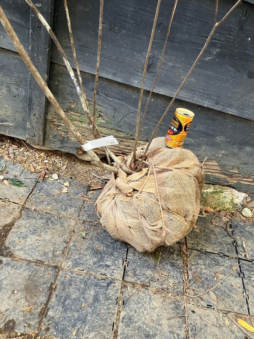 21 山採り　バイカツツジ