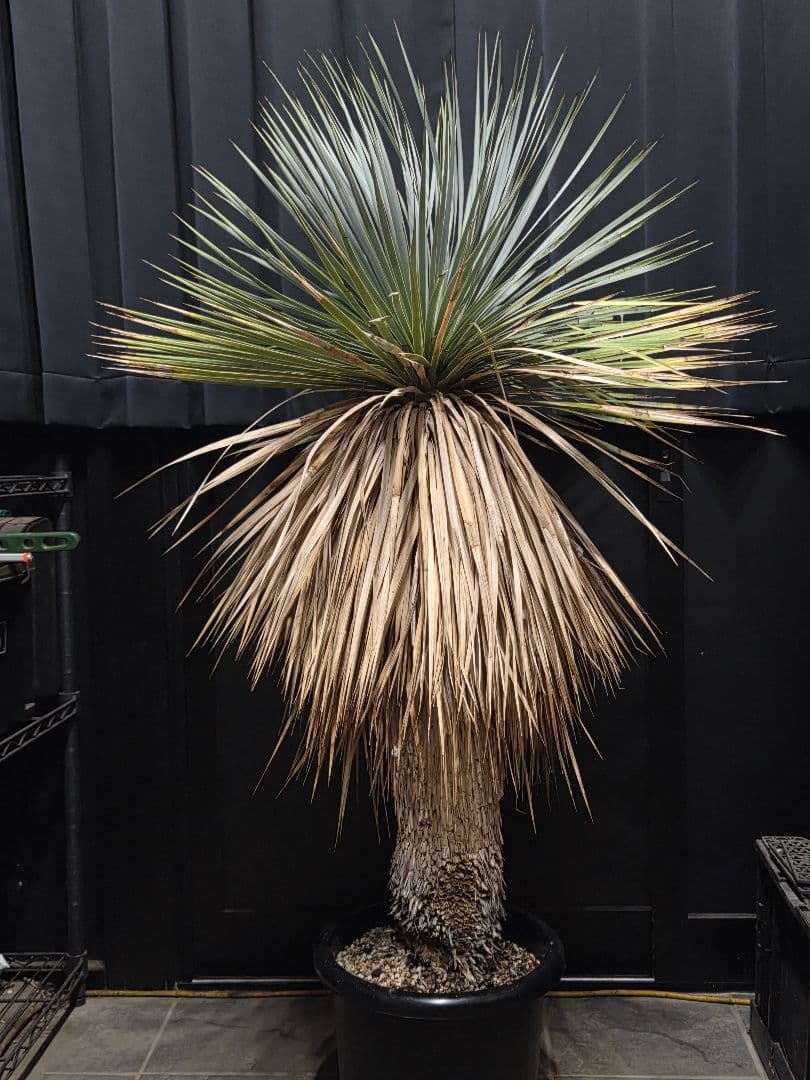 専用出品 セット割 ユッカロストラータ (の)