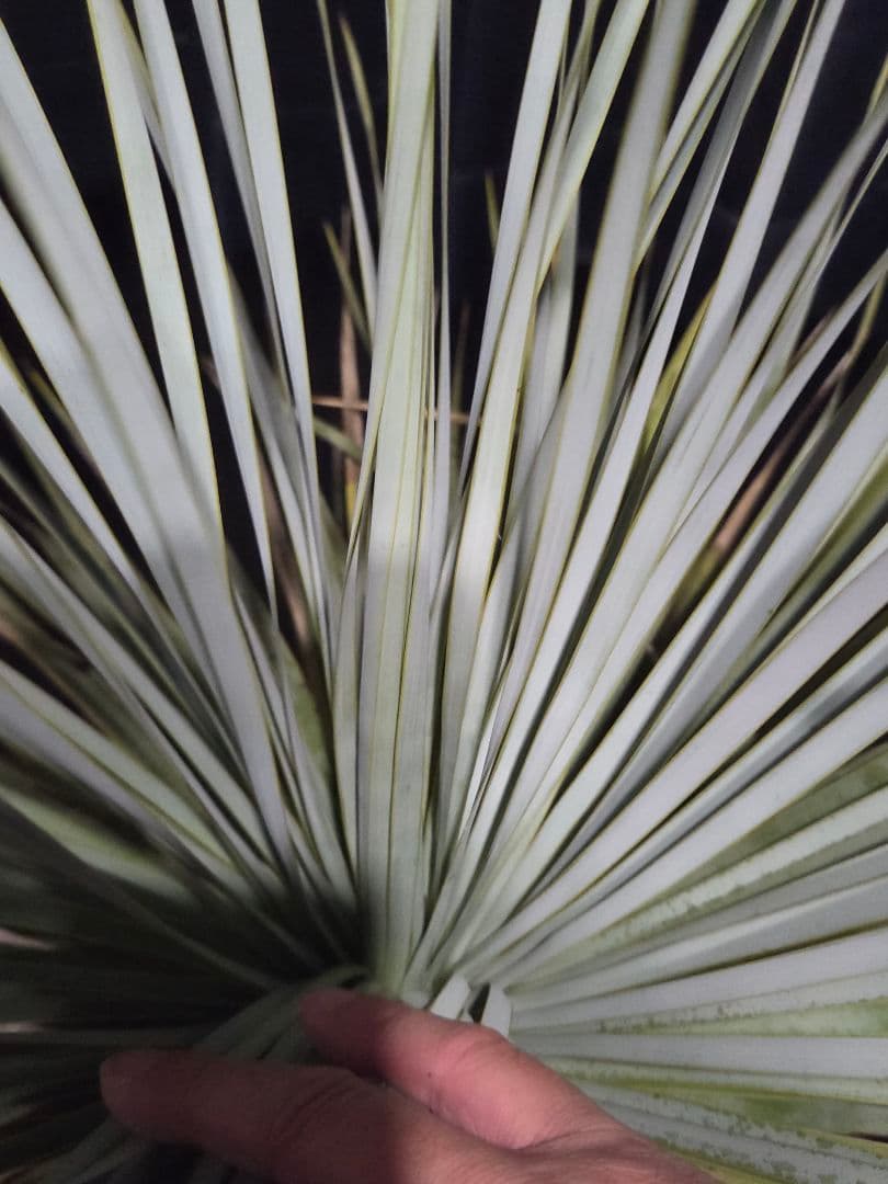 専用出品 セット割 ユッカロストラータ (の)