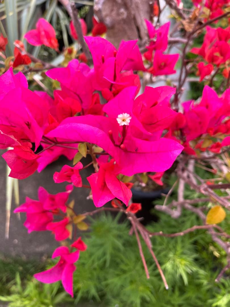 超古木　ブーゲンビリア　ブーゲンビレア　越冬株