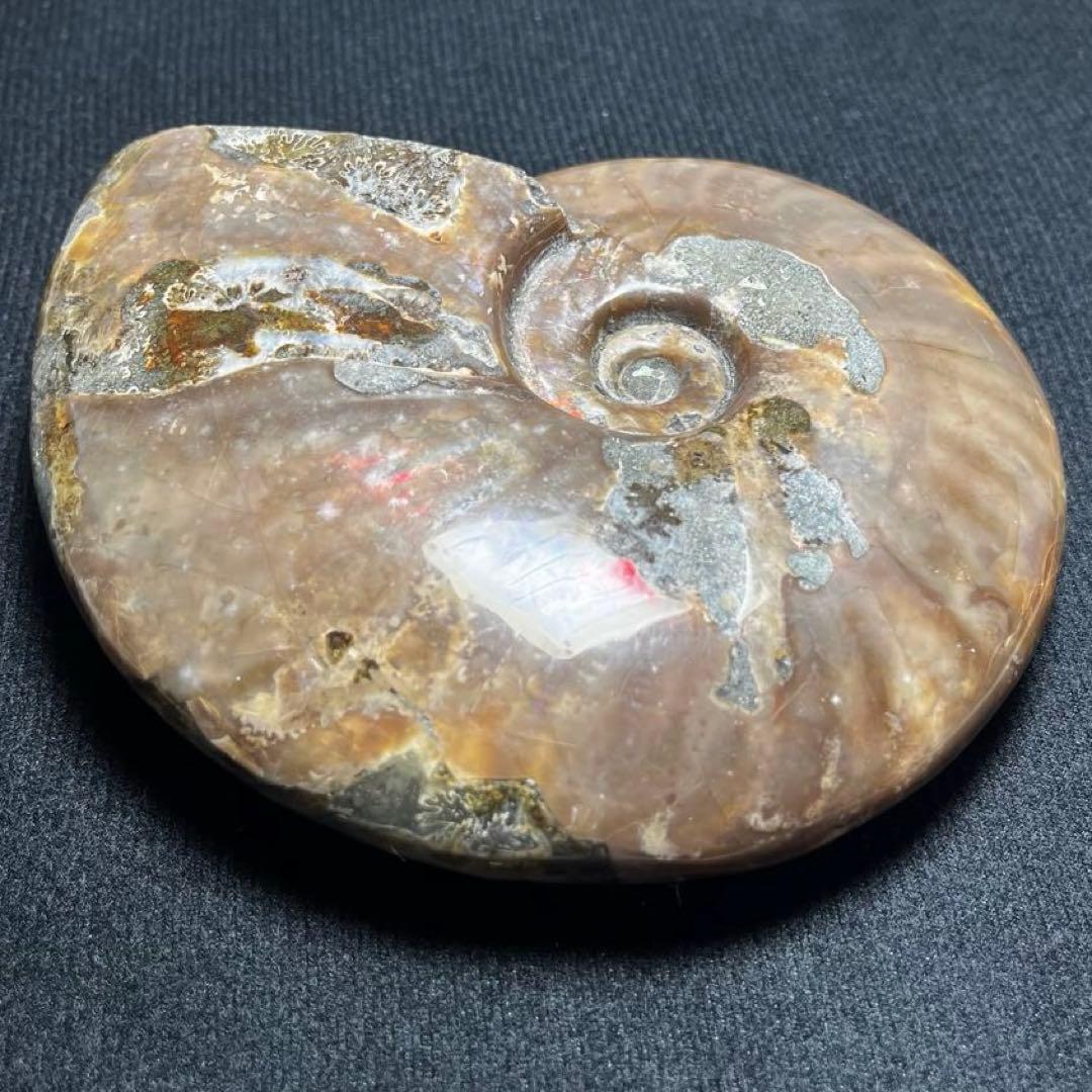 大型アンモナイト化石 約142mm / 637g