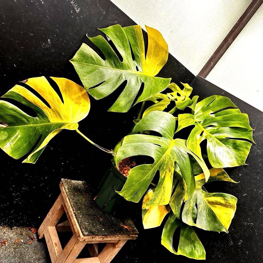 メ*1様 斑入りモンステラボルシギアナオーレア黄斑4号鉢植え64cm発根済み安心