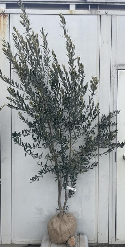 《現品》オリーブの木　シプレシーノ 樹高2.1ｍ（根鉢含まず）194【苗木/庭木