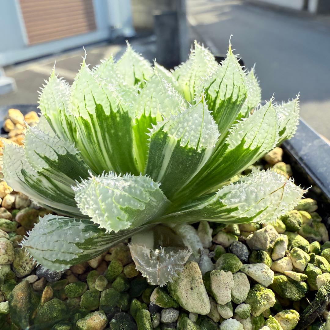 多肉植物 ハオルチア 氷魂オブツーサ錦 親株 10.5x10.5cm鉢