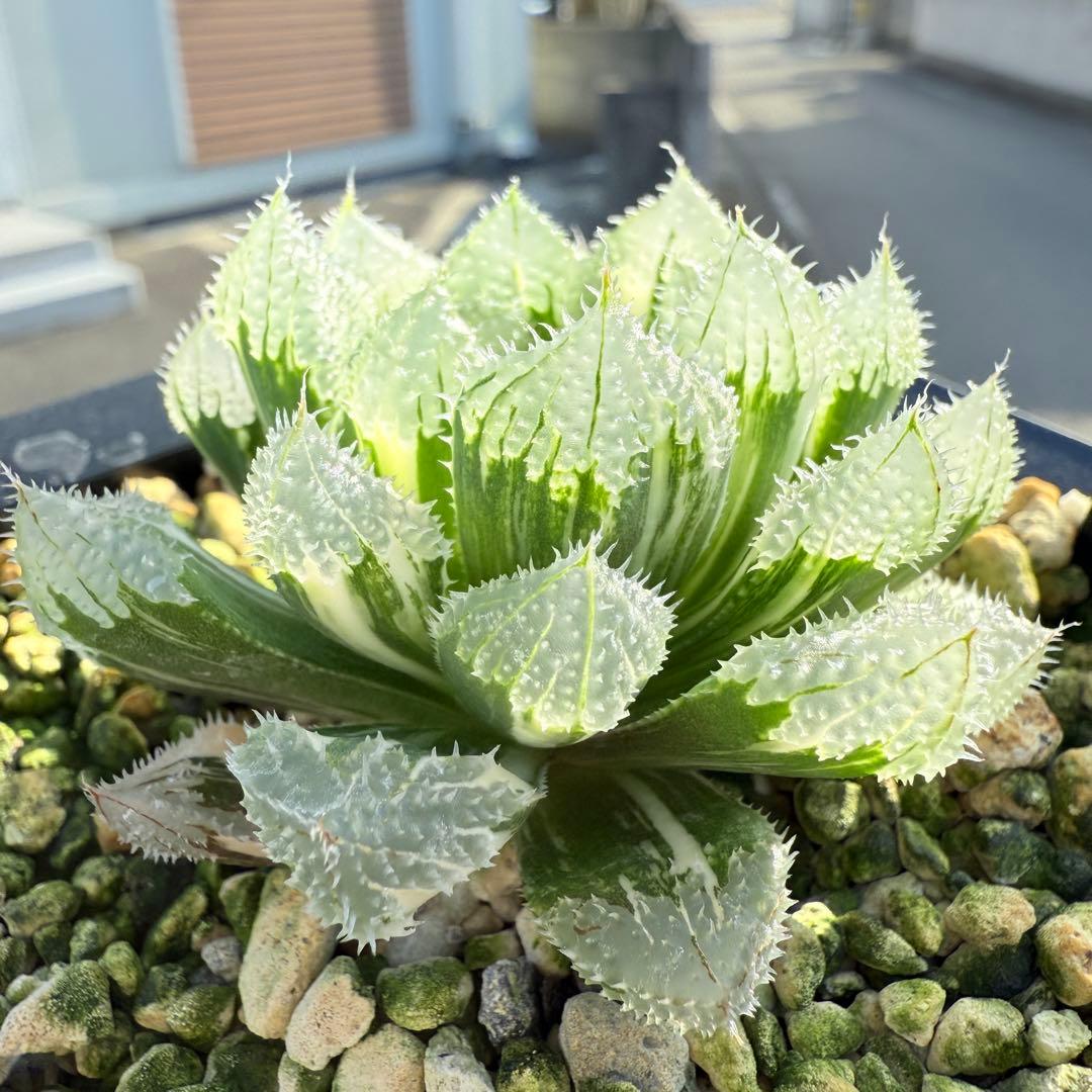 多肉植物 ハオルチア 氷魂オブツーサ錦 親株 10.5x10.5cm鉢