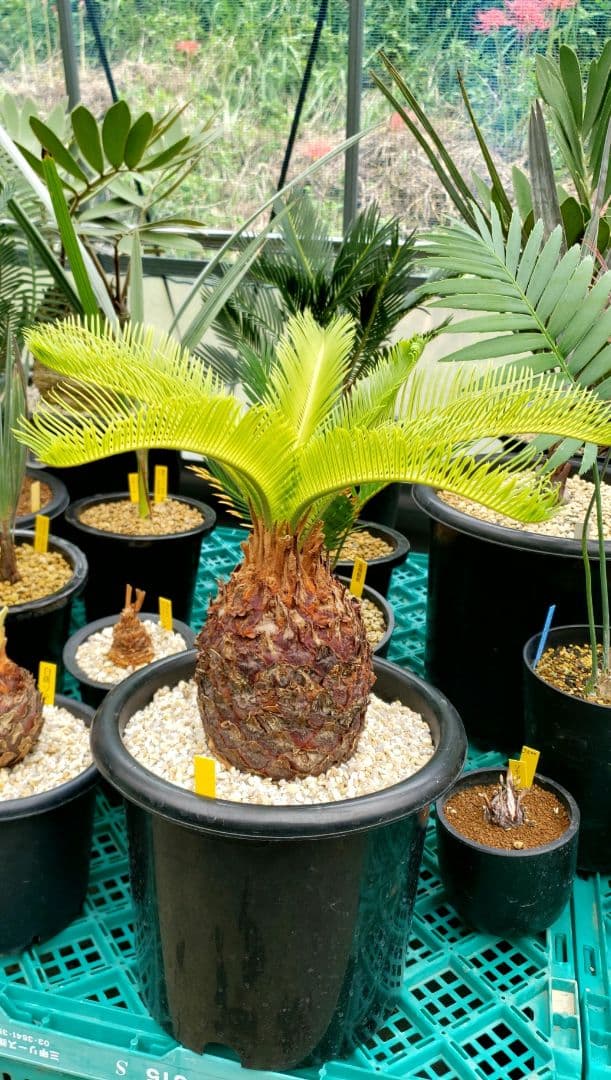 黄金ソテツ　夏黄蘇鉄