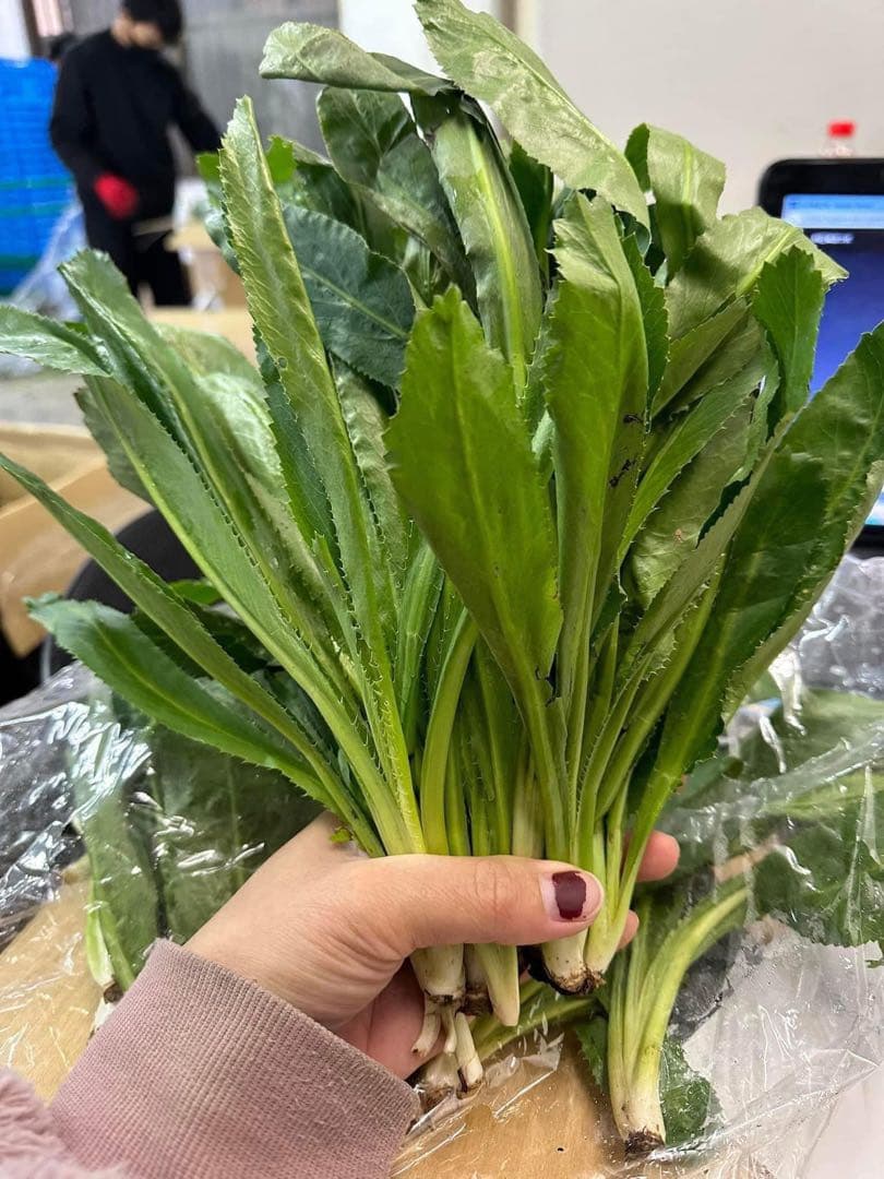 最高香りベトナムハーブノコギリコリアンダー100g約サイズバラバラ