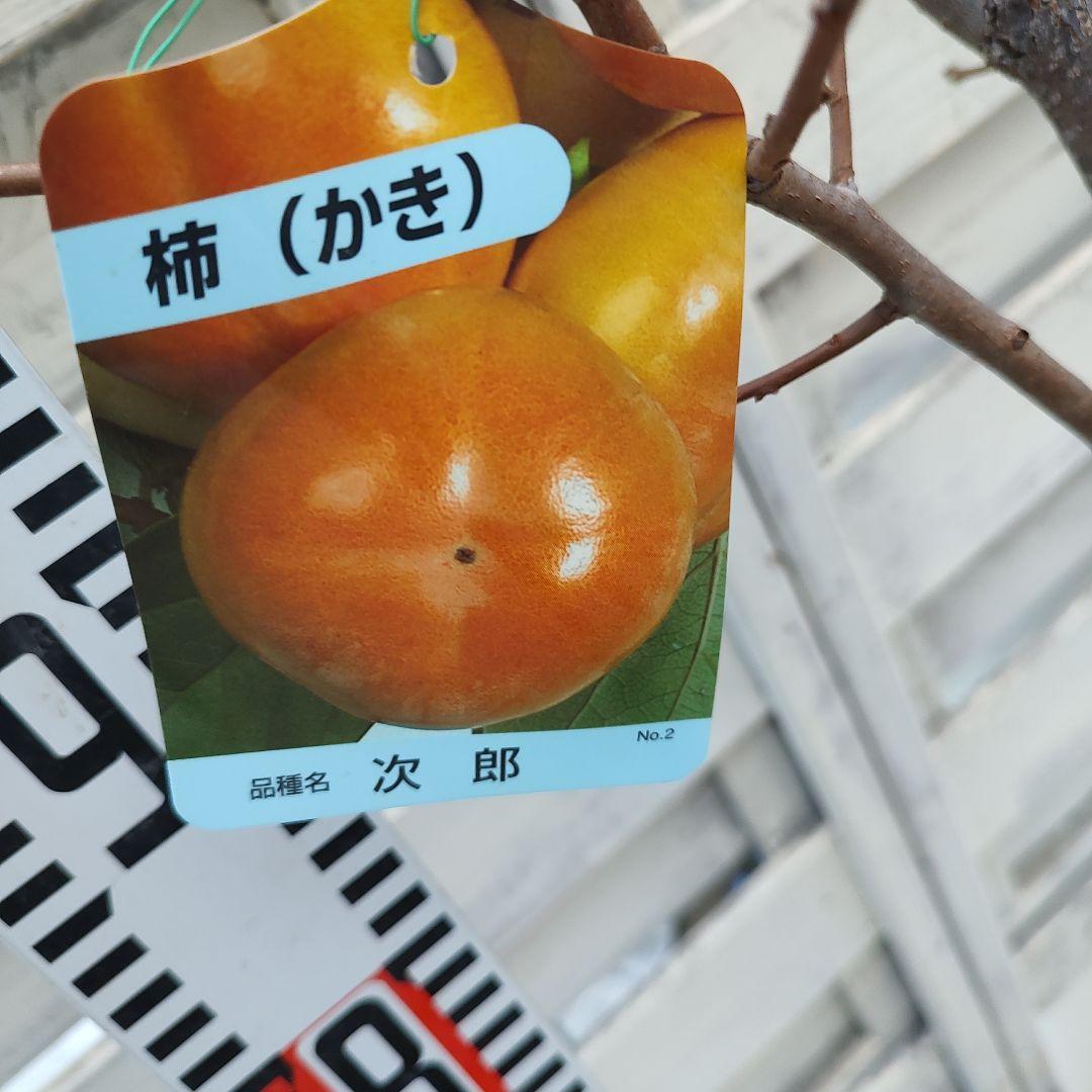 実つき！ 次郎柿 3年生