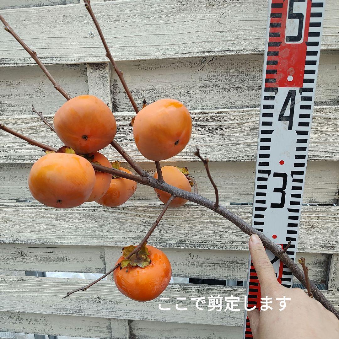 実つき！ 次郎柿 3年生