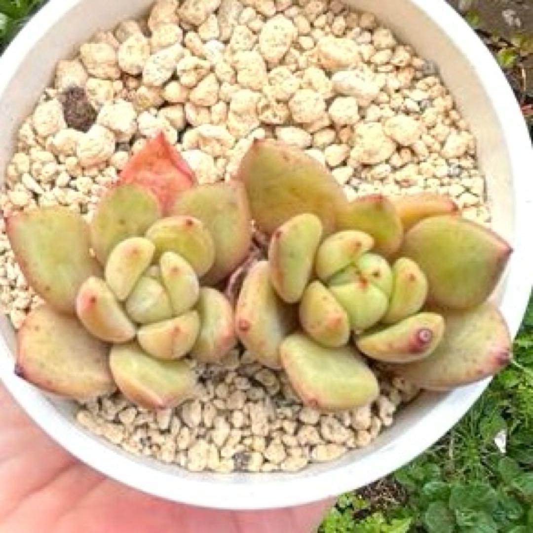 No.547 ❁モンローQ❁ 抜き苗 多肉植物 寄せ植え