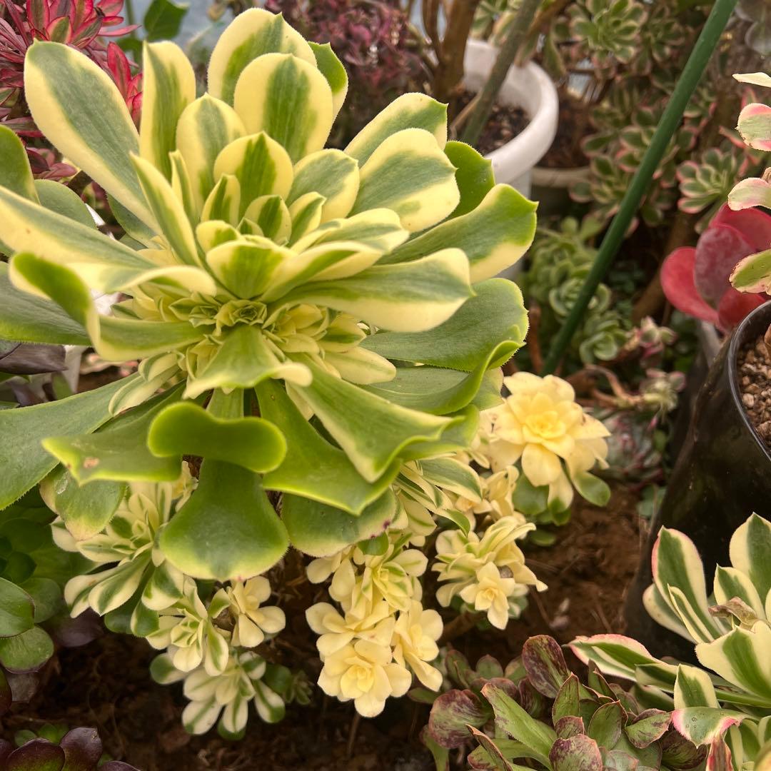 多肉植物..アエオニウム　シンニア（辛尼亚）法師錦。抜き苗