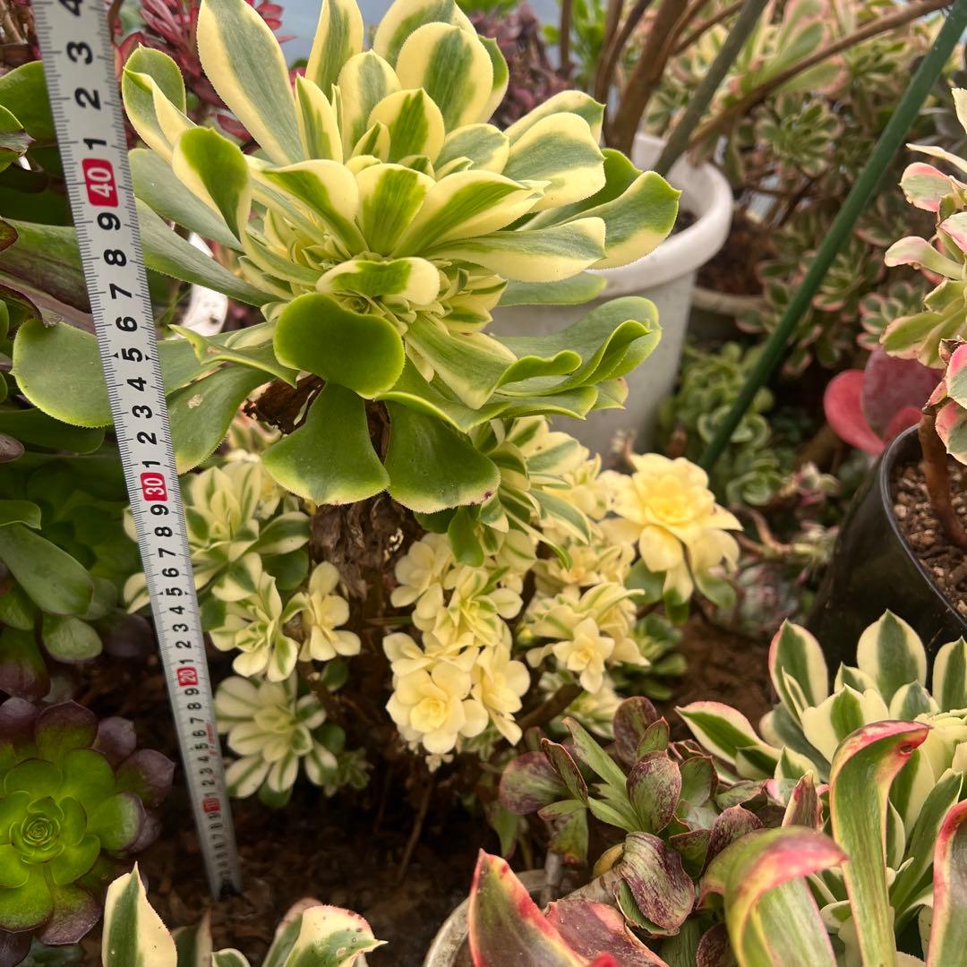 多肉植物..アエオニウム　シンニア（辛尼亚）法師錦。抜き苗