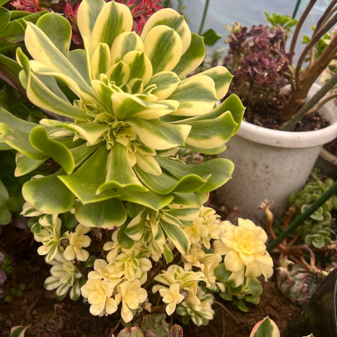 多肉植物..アエオニウム　シンニア（辛尼亚）法師錦。抜き苗