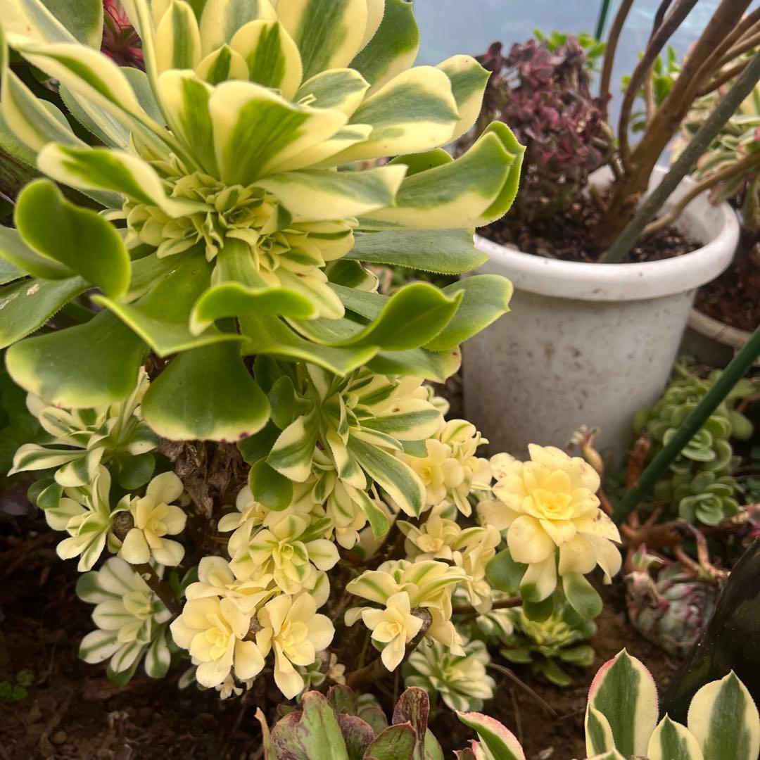 多肉植物..アエオニウム　シンニア（辛尼亚）法師錦。抜き苗