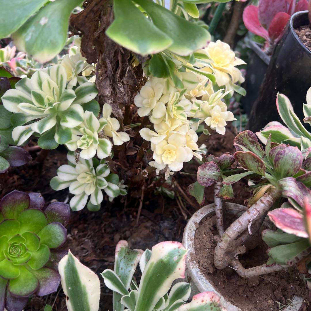 多肉植物..アエオニウム　シンニア（辛尼亚）法師錦。抜き苗