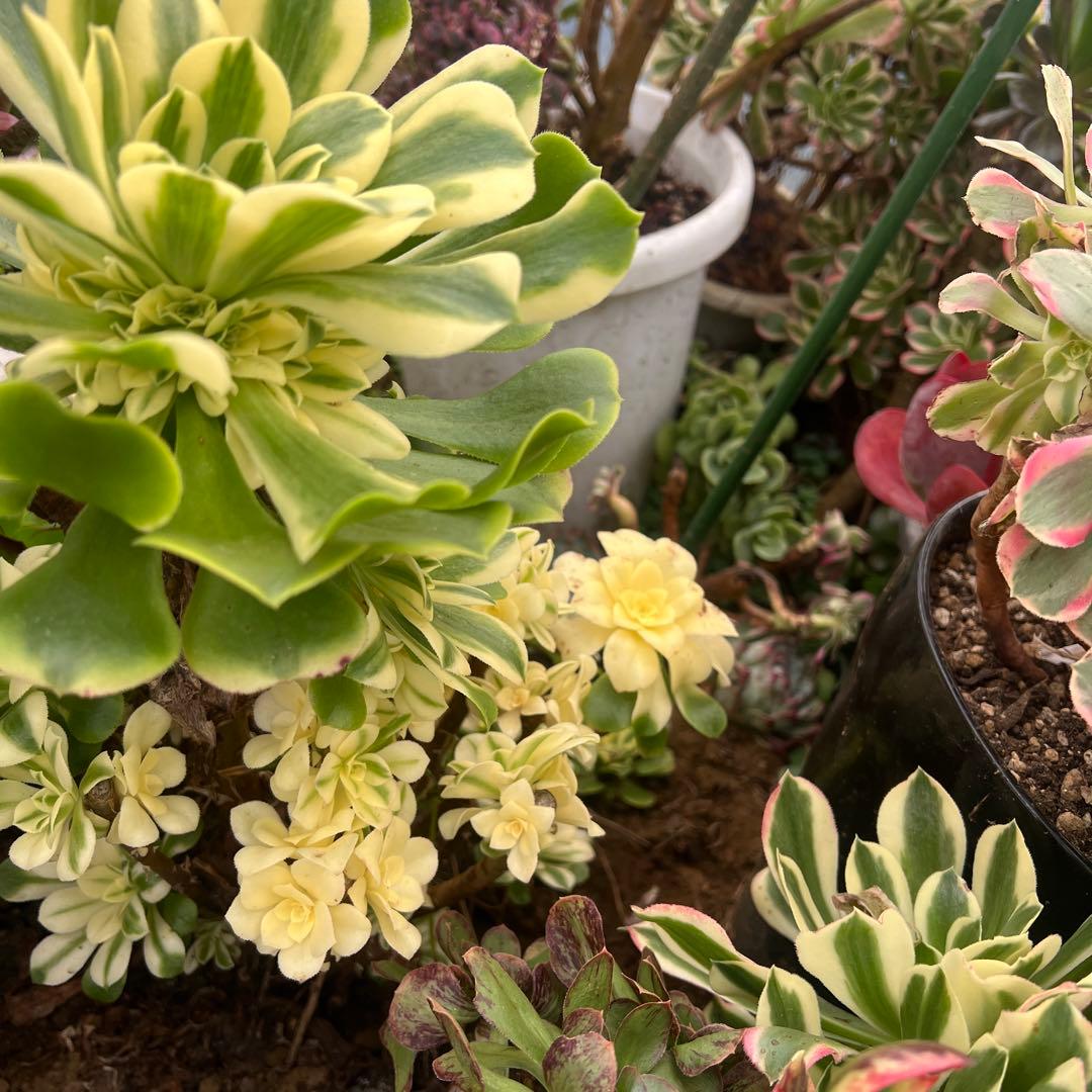 多肉植物..アエオニウム　シンニア（辛尼亚）法師錦。抜き苗