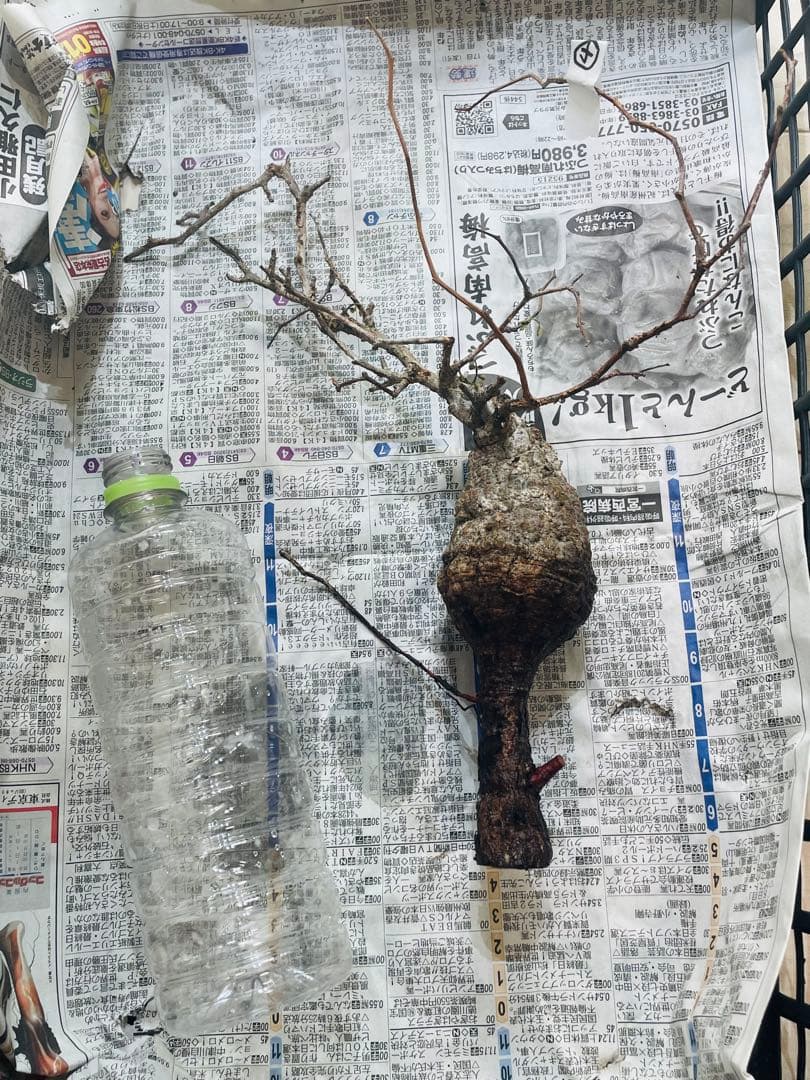 限定5株！希少ミニサイズ【オペルクリカリア・パキプス】ベアルート株④