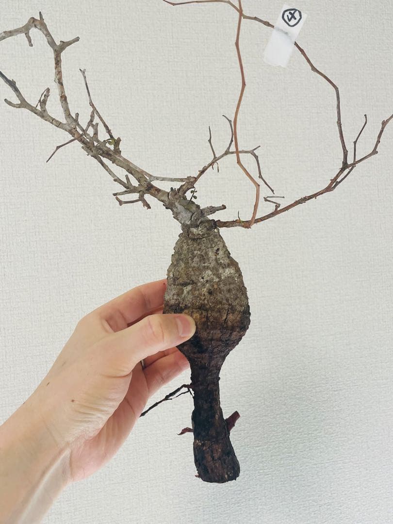 限定5株！希少ミニサイズ【オペルクリカリア・パキプス】ベアルート株④