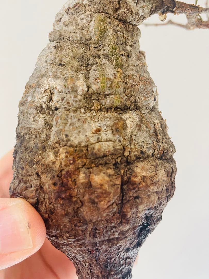 限定5株！希少ミニサイズ【オペルクリカリア・パキプス】ベアルート株④