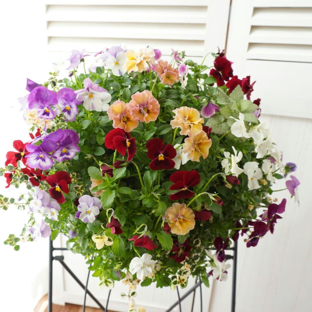 『フリルビオラ♡ルージュグラデーション』ハンギングバスケット　寄せ植え　花