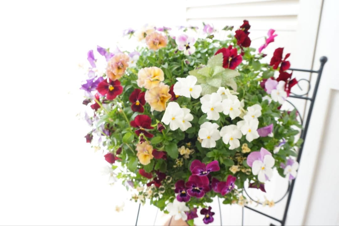 『フリルビオラ♡ルージュグラデーション』ハンギングバスケット　寄せ植え　花