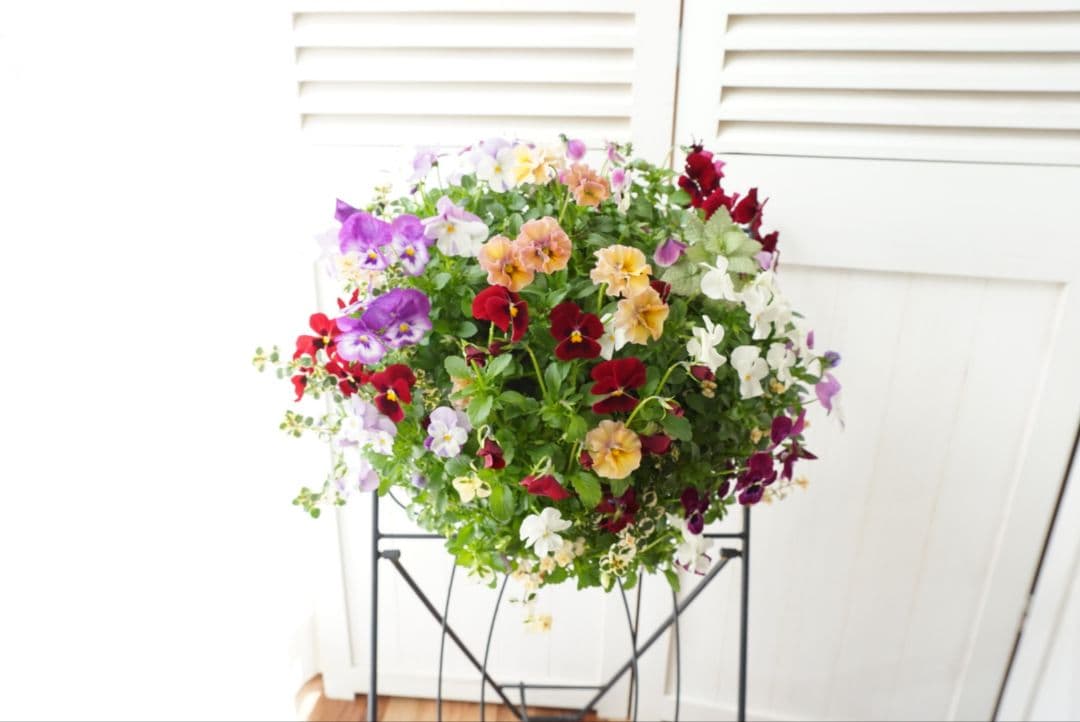 『フリルビオラ♡ルージュグラデーション』ハンギングバスケット　寄せ植え　花