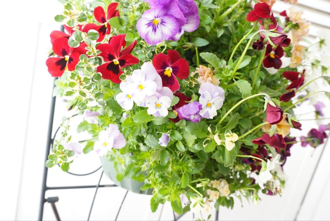 『フリルビオラ♡ルージュグラデーション』ハンギングバスケット　寄せ植え　花