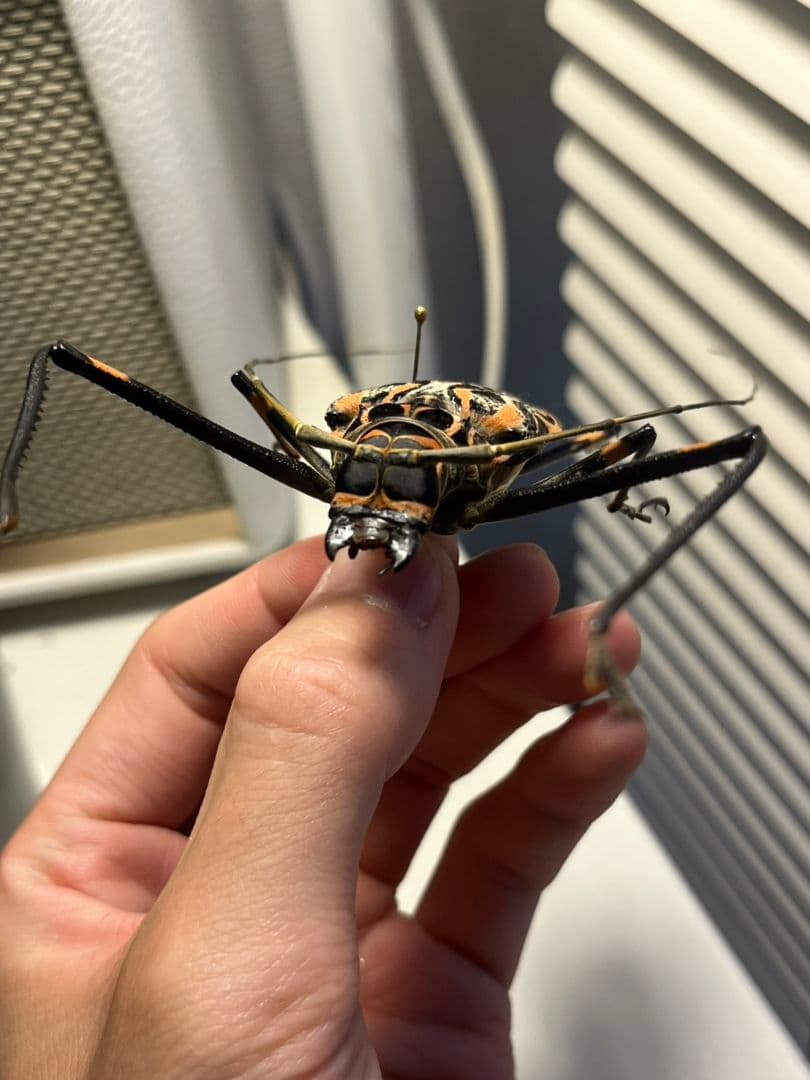 【専用】テナガカミキリ 全長74mm 昆虫標本甲虫など