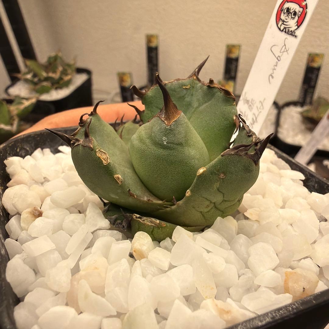 アガベ 小型 プテラノドン