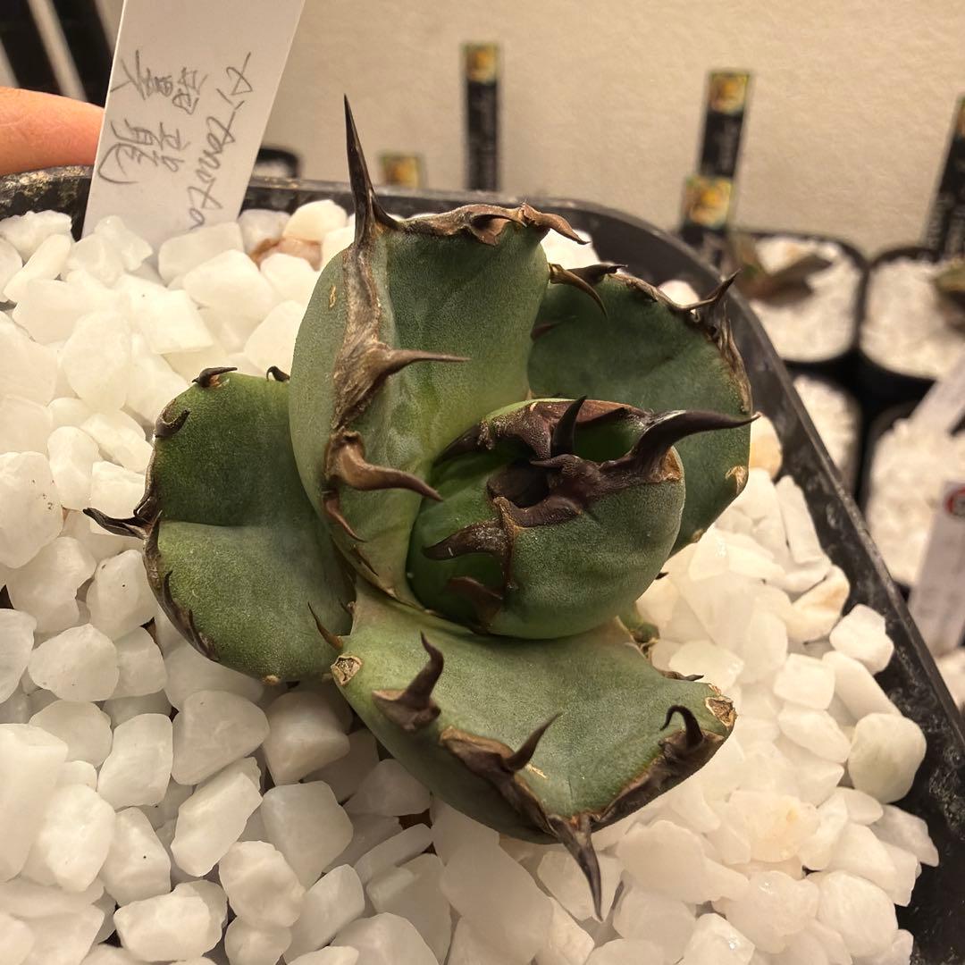 アガベ 小型 プテラノドン