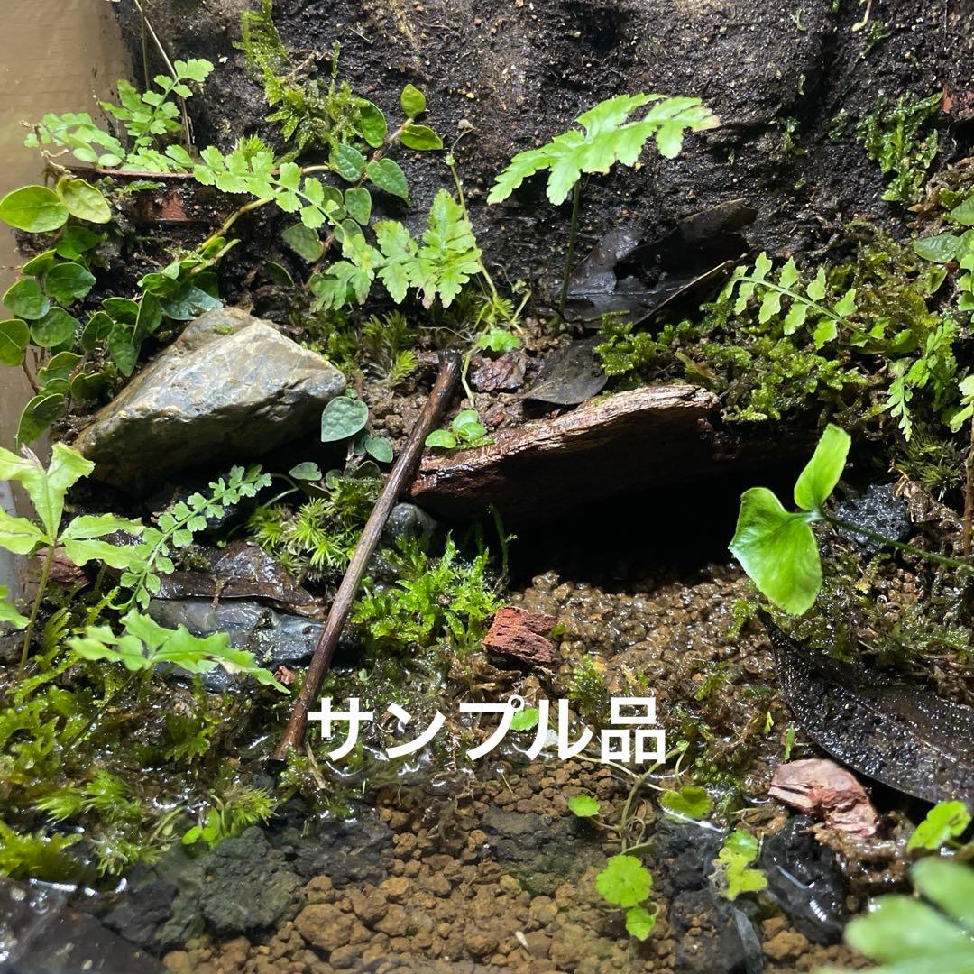 【受注生産】苔テラリウム、パルダリウム、オーダーメイド受付中